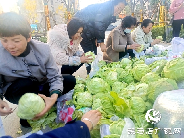 甘藍豐收找銷路 愛心企業(yè)采購解農(nóng)憂