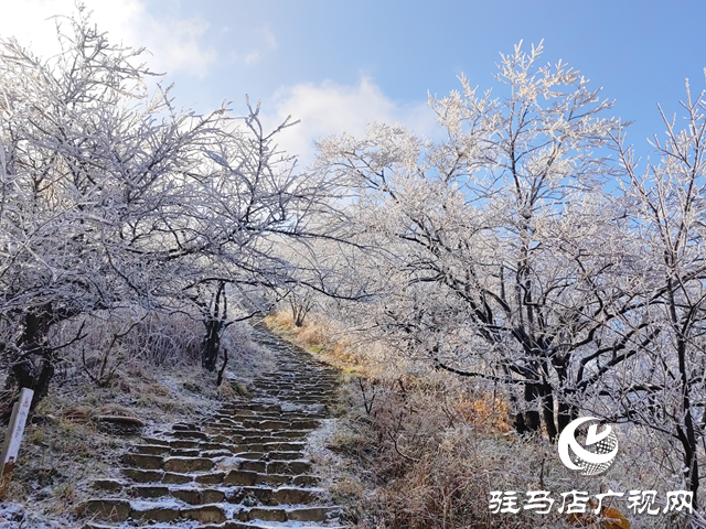 【組圖】駐馬店金頂山：漫山玉樹瓊枝如夢如畫