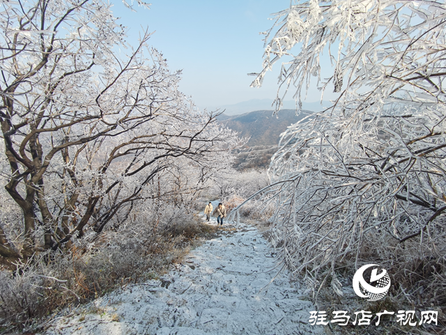 【組圖】駐馬店金頂山：漫山玉樹瓊枝如夢如畫