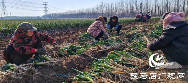 平輿縣陽(yáng)城鎮(zhèn)洪山廟村委：小鋼蔥大產(chǎn)業(yè)成農(nóng)民致富“綠色銀行”