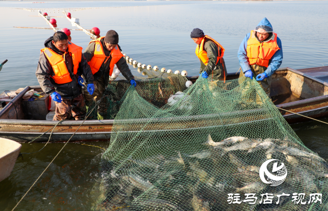 新春走基層||泌陽生態(tài)好魚滿倉 好運(yùn)“鰱鰱”冬捕忙