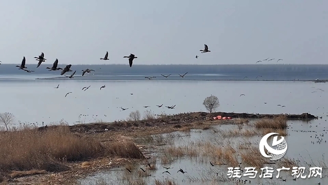 寒冬，他們在宿鴨湖濕地守護候鳥