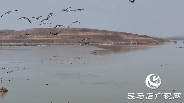 寒冬，他們在宿鴨湖濕地守護候鳥