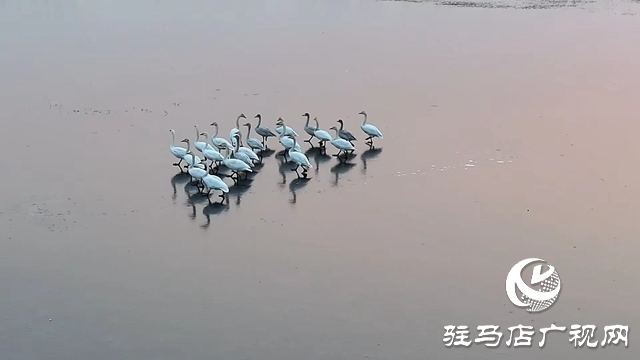 寒冬，他們在宿鴨湖濕地守護候鳥