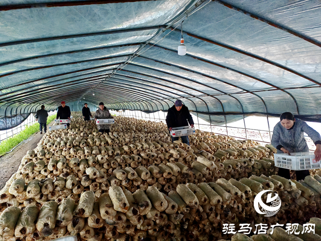 平輿縣萬冢鎮(zhèn)蔡莊村：大棚平菇撐開了村民就業(yè)增收“致富傘”