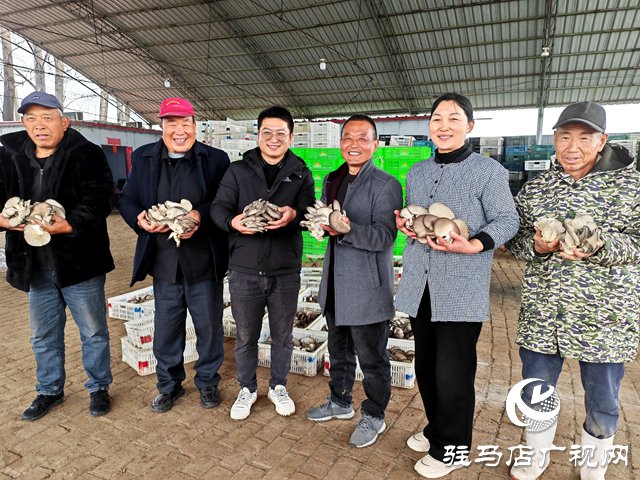 平輿縣萬冢鎮(zhèn)蔡莊村：大棚平菇撐開了村民就業(yè)增收“致富傘”