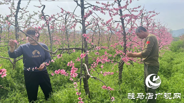 驛城區(qū)蟻蜂鎮(zhèn)紅云家庭農場：發(fā)展生態(tài)農業(yè) 走上致富之路