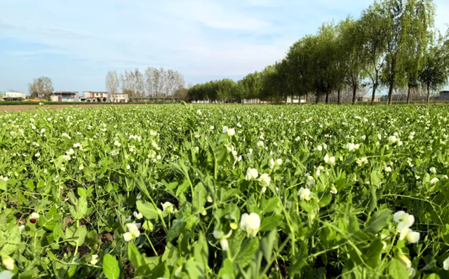 泌陽縣郭集鎮(zhèn)：豌豆開出“致富花” 產(chǎn)業(yè)增收有盼頭