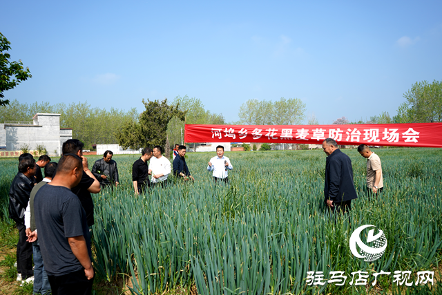 新蔡縣河塢鄉(xiāng)召開多花黑麥草防治理現(xiàn)場會(huì)