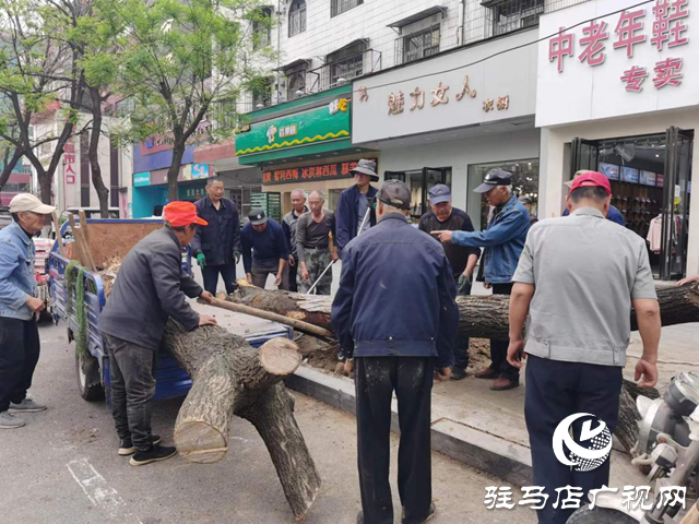 駐馬店市園林綠化處開展死樹枯枝集中清理行動