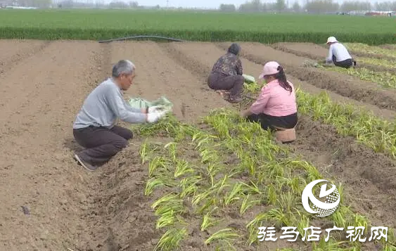 上蔡縣邵店鎮(zhèn)后楊村：小香蔥種植讓村民的生活越來越富裕