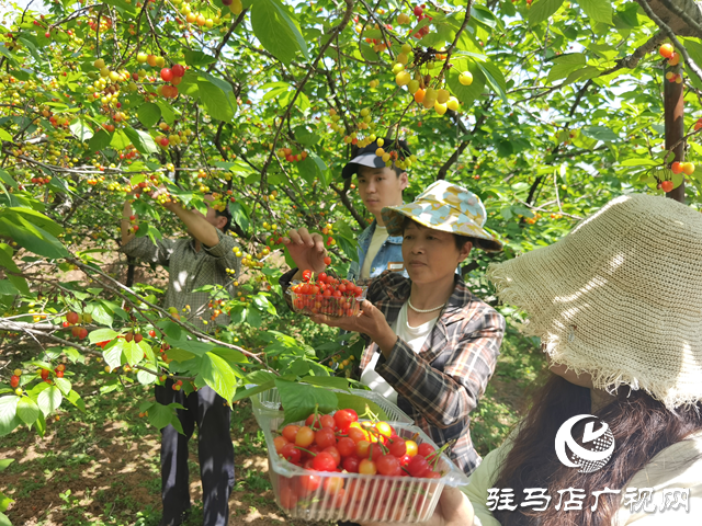 驛城區(qū)胡廟鄉(xiāng)青龍灣生態(tài)園櫻桃吸引游客采摘