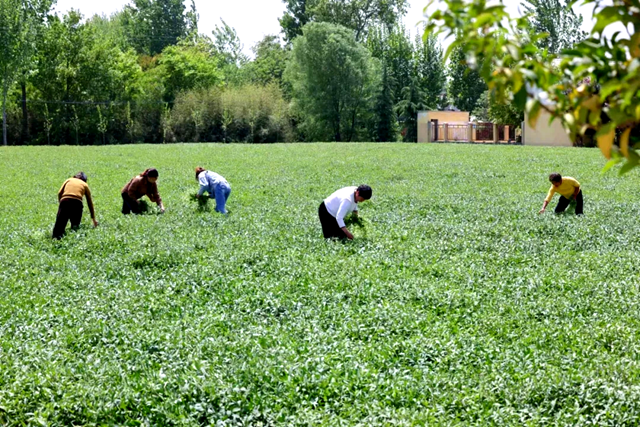 糧食增產(chǎn)提質(zhì)在行動(dòng)(深度觀察)