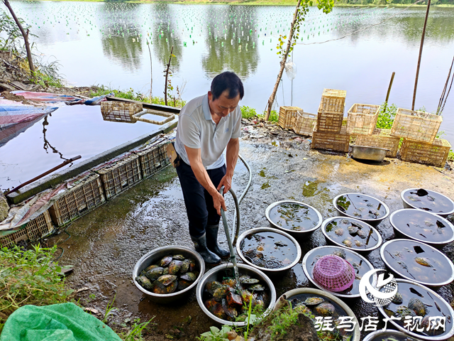 平輿縣老王崗鄉(xiāng)黃灣村：800畝汝河故道淡水養(yǎng)殖80萬(wàn)只珍珠蚌助村民增收致富