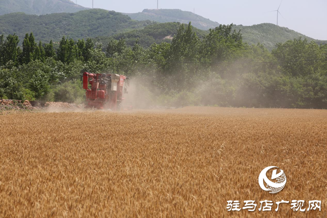 驛城區(qū)小麥陸續(xù)迎來豐收季