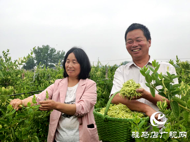 驛城區(qū)古城街道：金銀花開富農(nóng)家