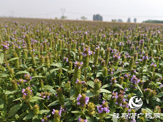 驛城區(qū)水屯鎮(zhèn)：夏枯草種植開(kāi)出致富“良方”