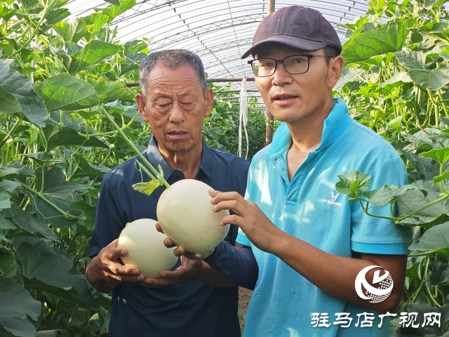 平輿縣射橋鎮(zhèn)西關(guān)居委會(huì)：“甜紅玉”甜瓜大豐收 結(jié)出增收致富“甜蜜果”