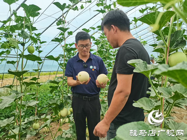 驛城區(qū)沙河店鎮(zhèn)趙堯村：瓜果飄香 特色種植促發(fā)展