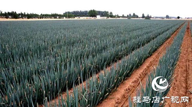 遂平：蔬菜大棚“種”出鄉(xiāng)村振興好“錢(qián)”景