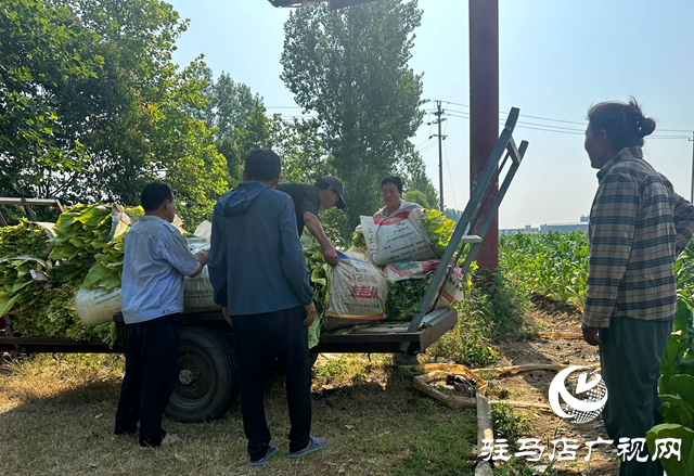 泌陽縣郭集鎮(zhèn)：煙葉種植讓群眾在家門口吃上“產(chǎn)業(yè)飯”