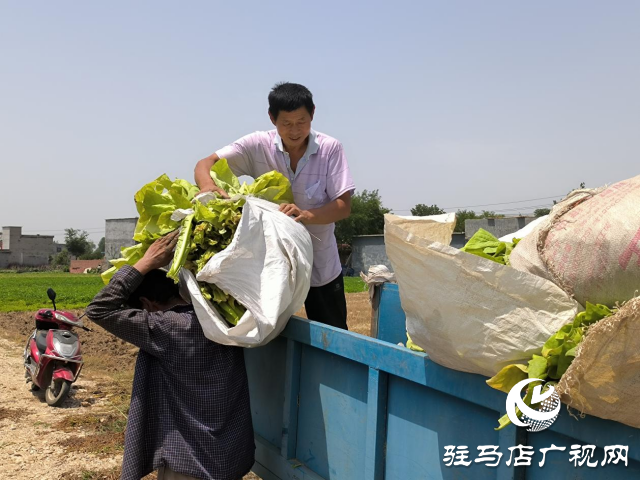 泌陽縣泰山廟鎮(zhèn)：煙葉豐收季 煙農(nóng)笑開顏