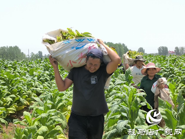 泌陽縣泰山廟鎮(zhèn)：煙葉豐收季 煙農(nóng)笑開顏