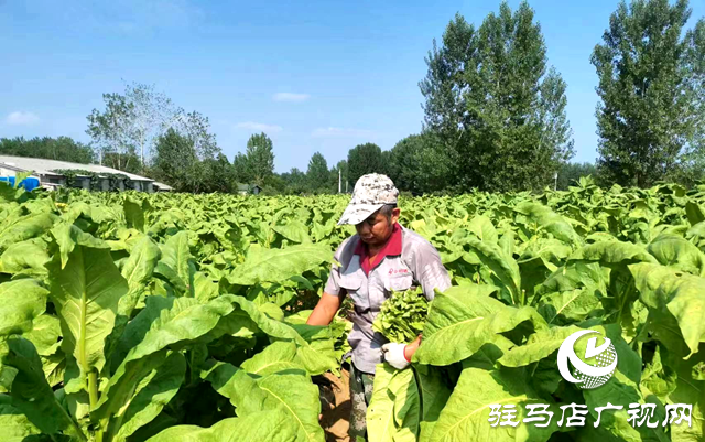 泌陽縣王店鎮(zhèn)：“金葉”飄香季 煙農“趕烤”忙