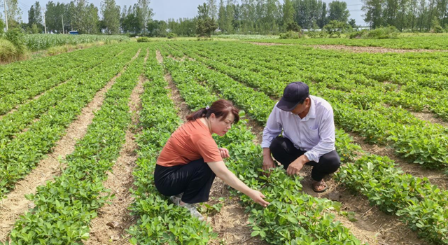 暴雨過后如何防范農(nóng)田內(nèi)澇？農(nóng)業(yè)專家支招