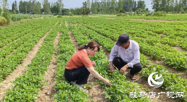 暴雨過(guò)后如何防范農(nóng)田內(nèi)澇？農(nóng)業(yè)專家支招