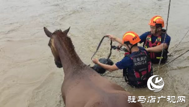 泌陽(yáng)縣：四匹馬被困洪流 消防成功救援上岸