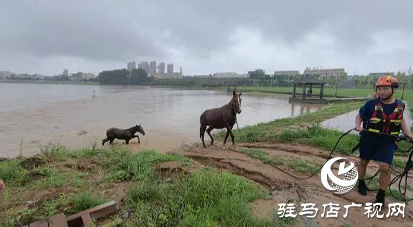 泌陽(yáng)縣：四匹馬被困洪流 消防成功救援上岸