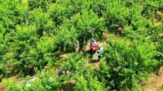 驛城區(qū)蟻蜂鎮(zhèn)魯灣村：蟠桃滿枝頭 滿園好“豐”景