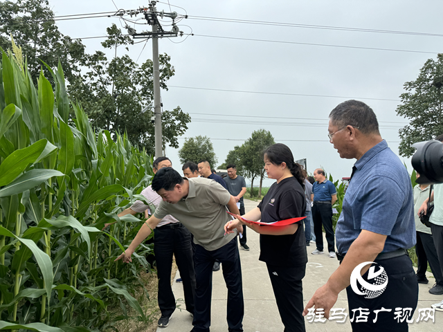 駐馬店市農(nóng)科院組織開展秋作物科技示范基地觀摩