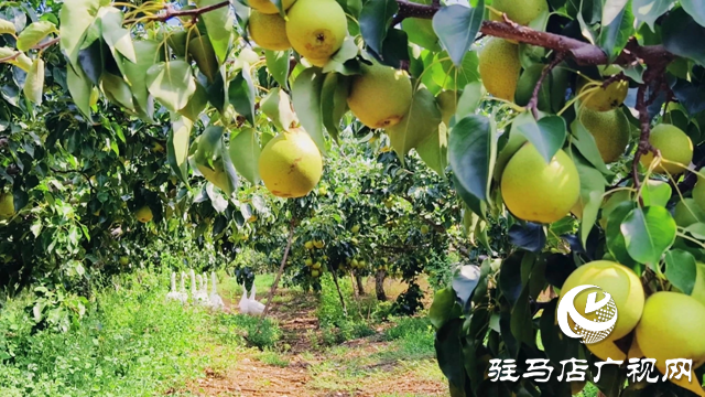 泌陽(yáng)縣馬谷田鎮(zhèn)河南村：果園豐收采摘忙