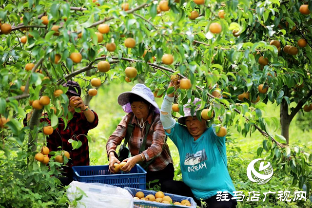 驛城區(qū)水屯鎮(zhèn)：小小“黃金梨” 致富“金疙瘩”