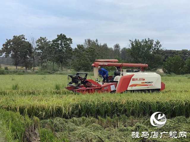 泌陽(yáng)縣盤古鄉(xiāng)：稻田飄香“豐”景好