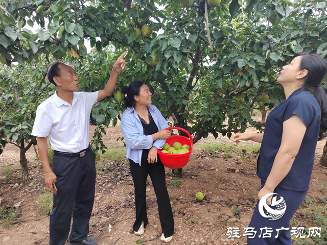 泌陽縣馬谷田鎮(zhèn)河南村：小林果成就大產(chǎn)業(yè)