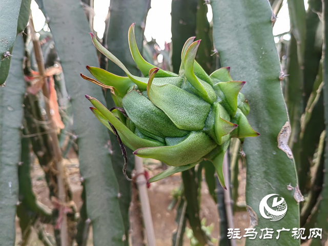 遂平縣嵖岈山鎮(zhèn)：特色種植種出紅紅火火的幸福生活