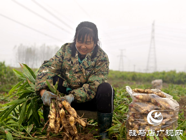 驛城區(qū)水屯鎮(zhèn)：生姜喜獲豐收