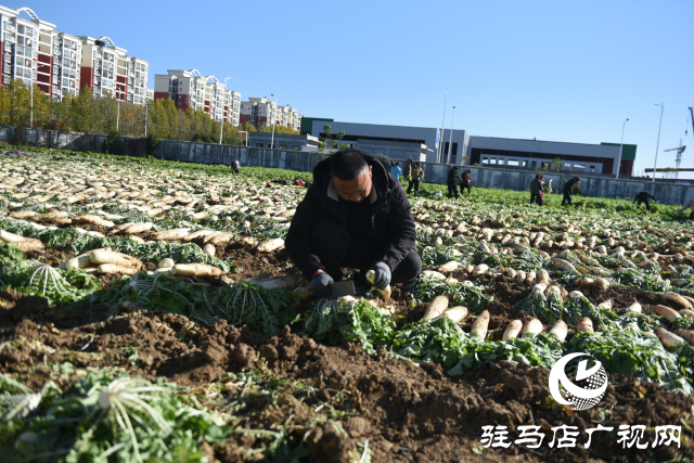 正陽縣中坤農業(yè)：脆嫩蘿卜迎豐收 醬菜產業(yè)助發(fā)展