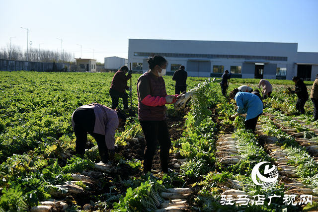 正陽縣中坤農業(yè)：脆嫩蘿卜迎豐收 醬菜產業(yè)助發(fā)展