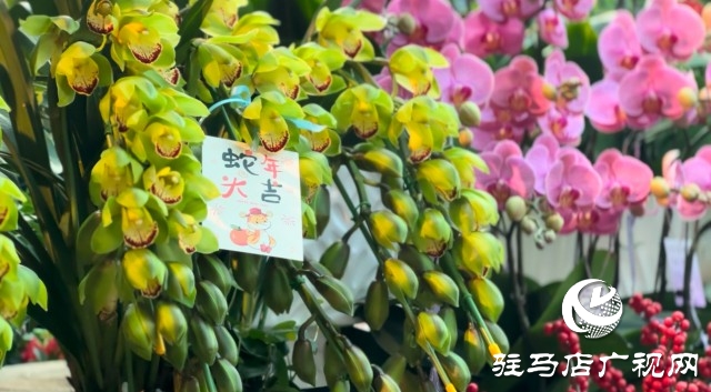 新春佳節(jié)即將到來(lái)，綠植花卉成為節(jié)日新寵