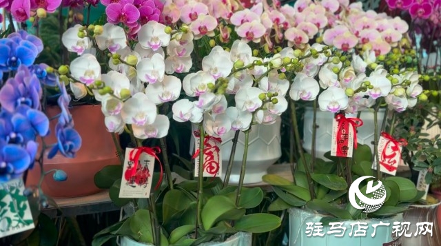 新春佳節(jié)即將到來(lái)，綠植花卉成為節(jié)日新寵