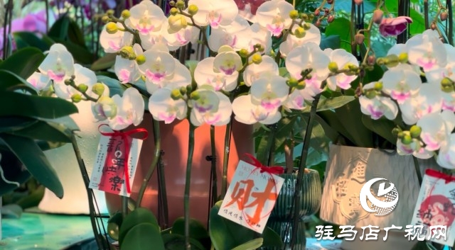 新春佳節(jié)即將到來(lái)，綠植花卉成為節(jié)日新寵