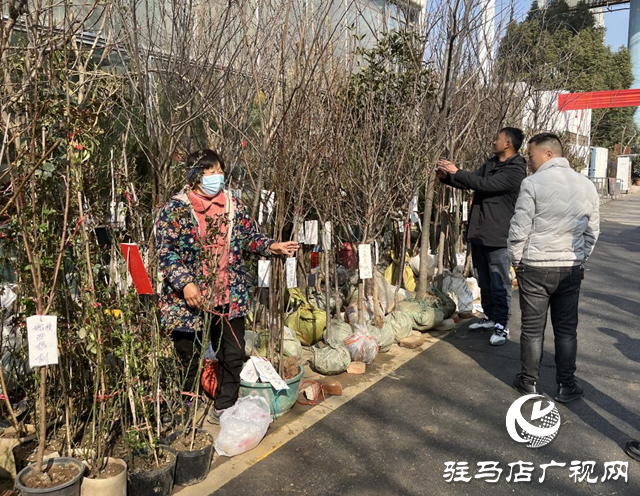 駐馬店：苗木市場購銷兩旺