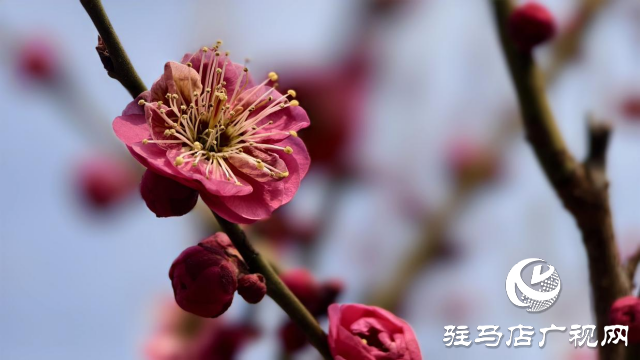 天中梅花基地：萬株梅綻 燃爆新春的網(wǎng)紅花海