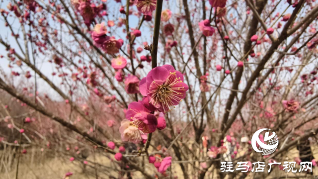 天中梅花基地：萬株梅綻 燃爆新春的網(wǎng)紅花海