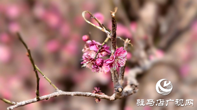 天中梅花基地：萬株梅綻 燃爆新春的網(wǎng)紅花海