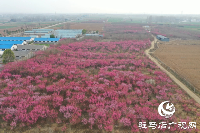 泌陽王店鎮(zhèn)高樓村：百畝梅花繪就生態(tài)文旅新畫卷